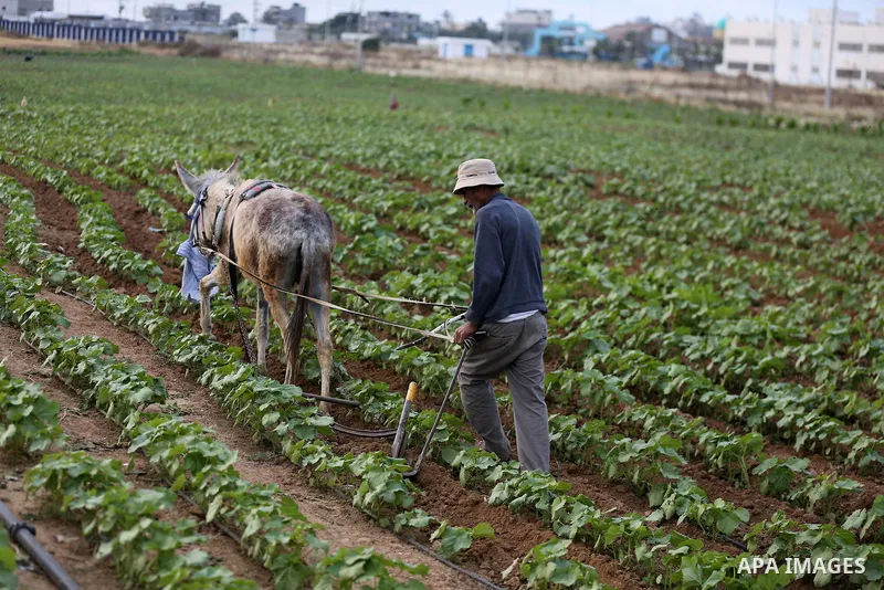 A Palestinian farmer plows his field near the Israel-Gaza border, in east of Gaza city on April 24, 2018. Photo by Dawoud Abo Alkas