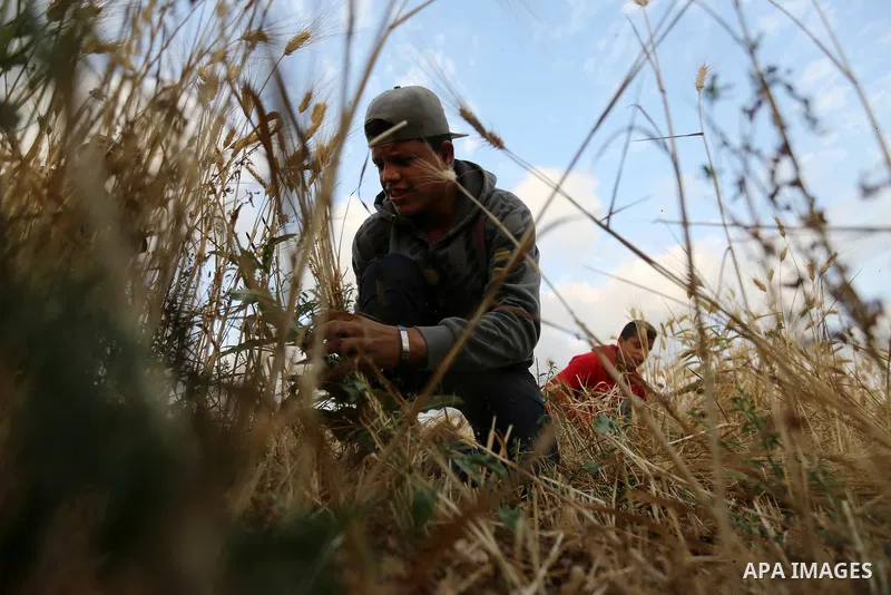 A Palestinian man harvests wheat near the Israel-Gaza border, in east of Gaza city on April 24, 2018. Photo by Dawoud Abo Alkas