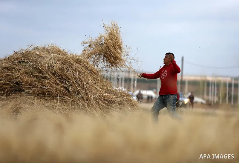 A Palestinian man harvests wheat near the Israel-Gaza border, in east of Gaza city on April 24, 2018. Photo by Dawoud Abo Alkas