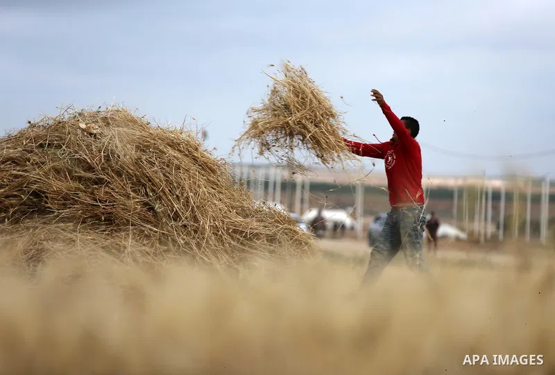 A Palestinian man harvests wheat near the Israel-Gaza border, in east of Gaza city on April 24, 2018. Photo by Dawoud Abo Alkas