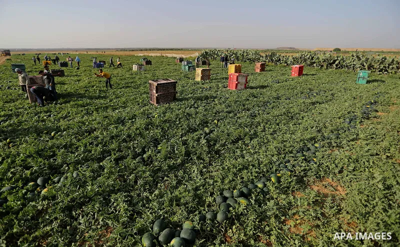 Palestinian farmers collect watermelon from their field located in Khan Younis in the southern Gaza Strip on May 8, 2018. Photo by Ashraf Amra