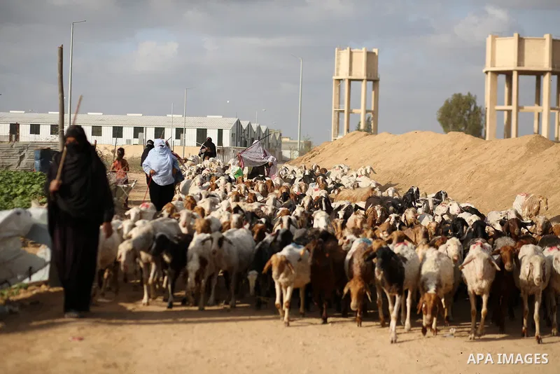Palestinian Bedouin women herd sheep near the Gaza-Israel border, east of Gaza City on May 7, 2018. Photo by Dawoud Abo Alkas