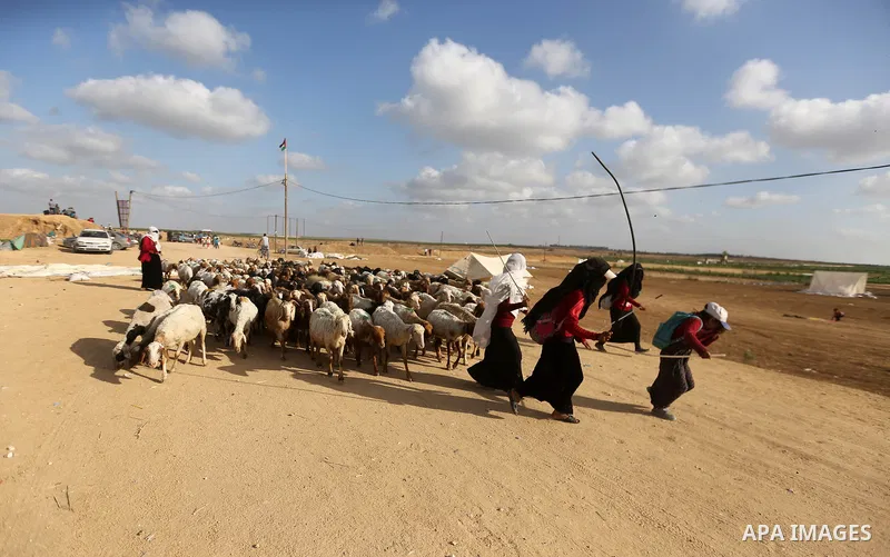 Palestinian Bedouin women herd sheep near the Gaza-Israel border, east of Gaza City on May 7, 2018. Photo by Dawoud Abo Alkas