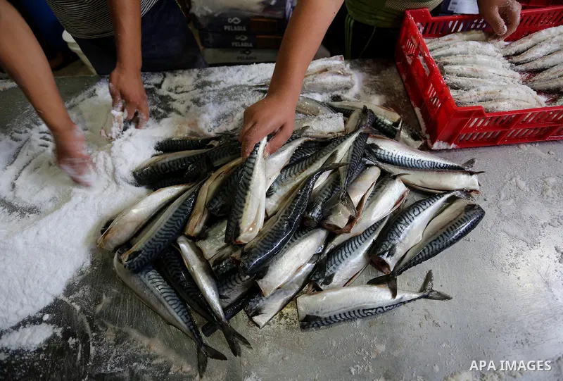 A Palestinian man prepares Smoked Herring or, salted fish to be sold in a market ahead of the Eid al-Fitr holiday in Rafah in the southern Gaza Strip on June 12, 2018. Eid al-Fitr marks the end of Muslim's holy fasting m...