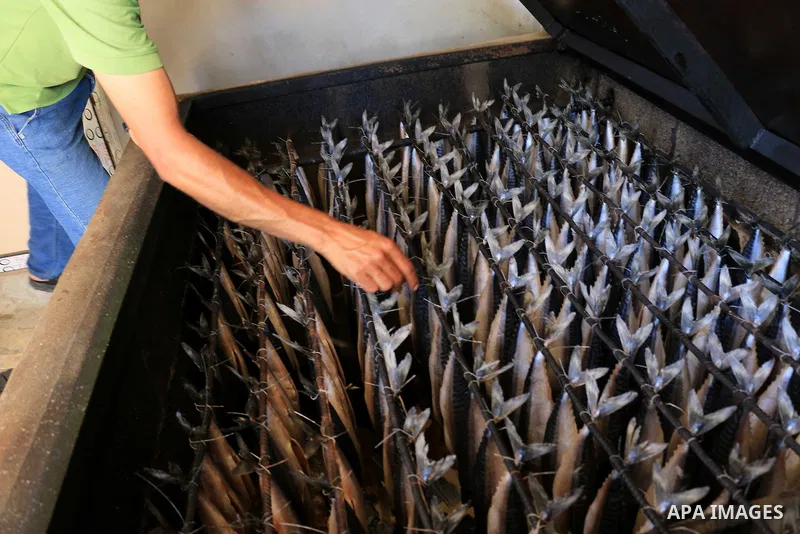 A Palestinian man prepares Smoked Herring or, salted fish to be sold in a market ahead of the Eid al-Fitr holiday in Rafah in the southern Gaza Strip on June 12, 2018. Eid al-Fitr marks the end of Muslim's holy fasting m...