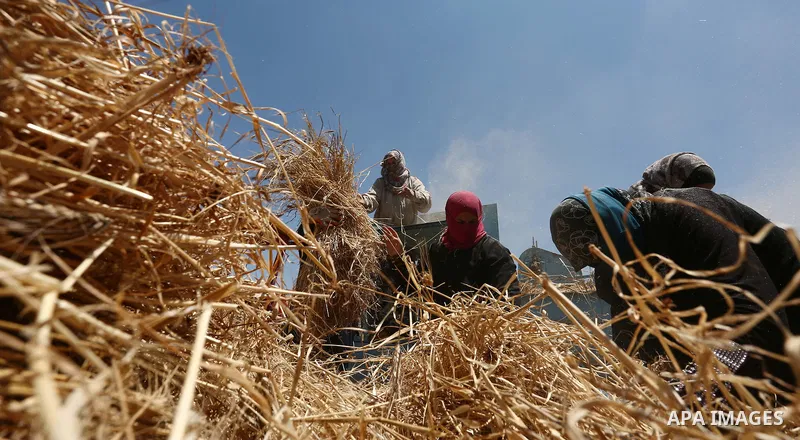 Palestinians refine grinded barley during harvest at al-Sawya village near the West Bank City of Nablus, on June 26, 2018. Photo by Shadi Jarar'ah