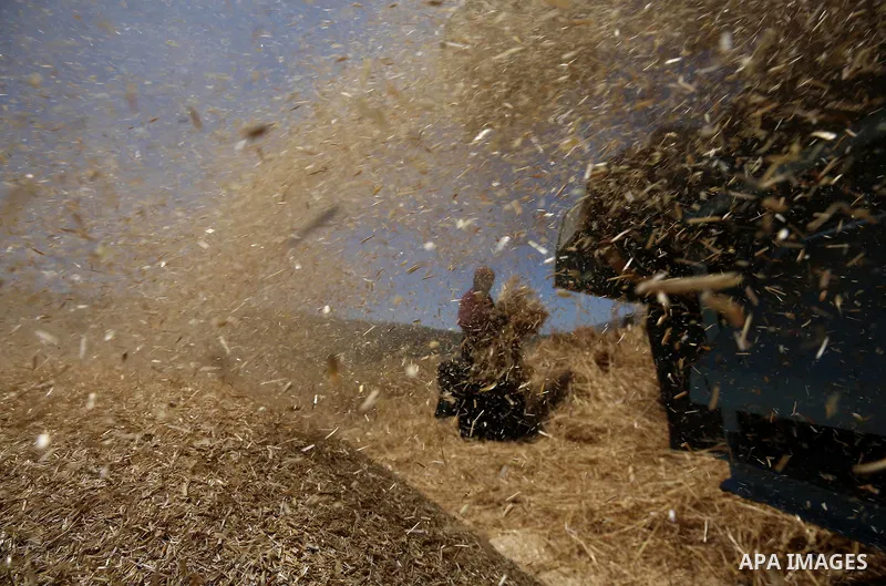 Palestinians refine grinded barley during harvest at al-Sawya village near the West Bank City of Nablus, on June 26, 2018. Photo by Ayman Ameen