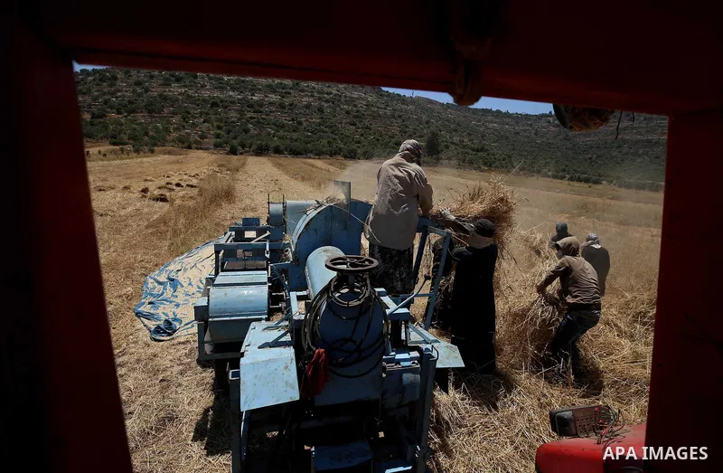 Palestinians refine grinded barley during harvest at al-Sawya village near the West Bank City of Nablus, on June 26, 2018. Photo by Ayman Ameen