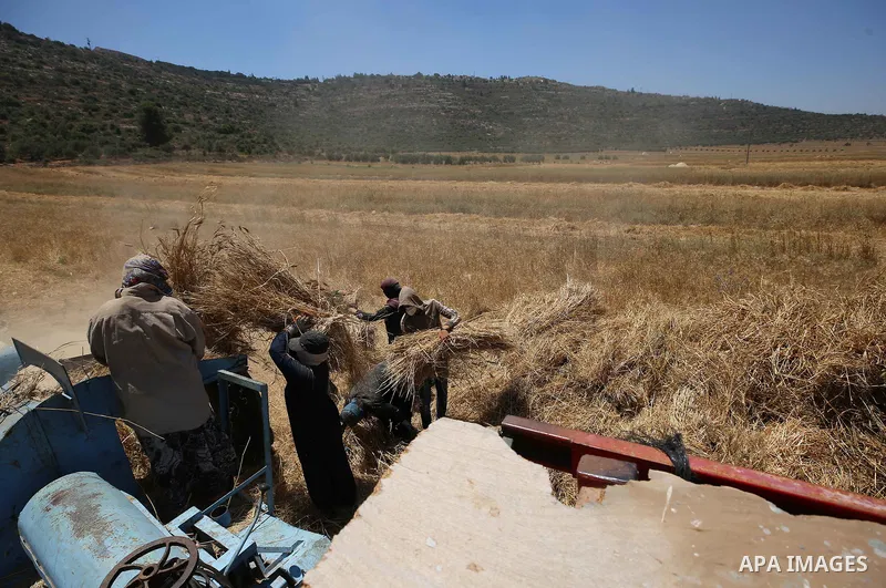 Palestinians refine grinded barley during harvest at al-Sawya village near the West Bank City of Nablus, on June 26, 2018. Photo by Ayman Ameen