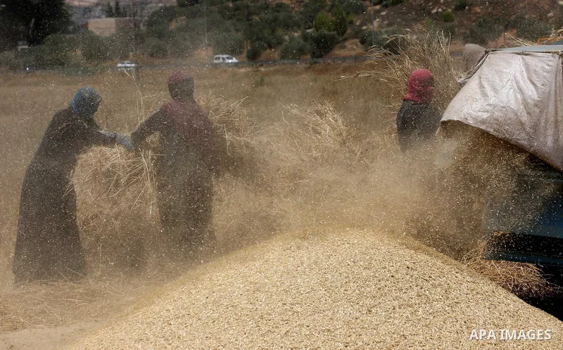 Palestinians refine grinded barley during harvest at al-Sawya village near the West Bank City of Nablus, on June 26, 2018. Photo by Ayman Ameen