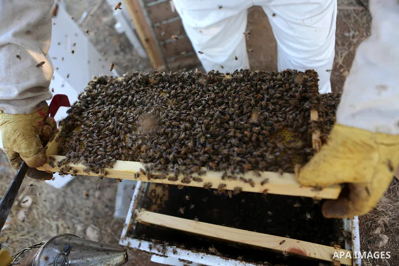 A Palestinian beekeeper inspects a honeycomb before collecting honey at an apiary in Singel village near the West Bank city of Ramallah, on July 5, 2018. Photo by Shadi Hatem