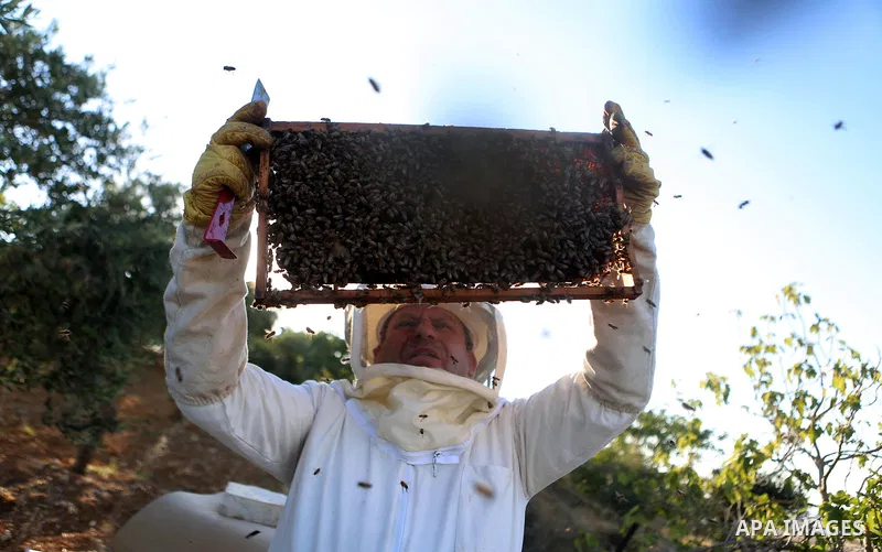 A Palestinian beekeeper inspects a honeycomb before collecting honey at an apiary in Singel village near the West Bank city of Ramallah, on July 5, 2018. Photo by Shadi Hatem
