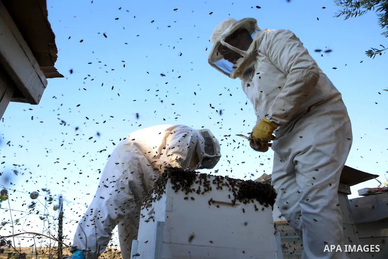 A Palestinian beekeeper inspects a honeycomb before collecting honey at an apiary in Singel village near the West Bank city of Ramallah, on July 5, 2018. Photo by Shadi Hatem