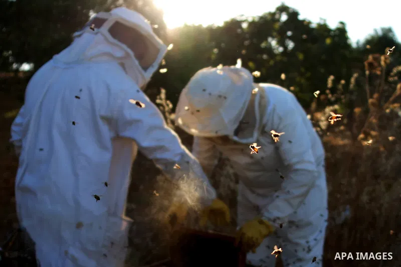 A Palestinian beekeeper inspects a honeycomb before collecting honey at an apiary in Singel village near the West Bank city of Ramallah, on July 5, 2018. Photo by Shadi Hatem