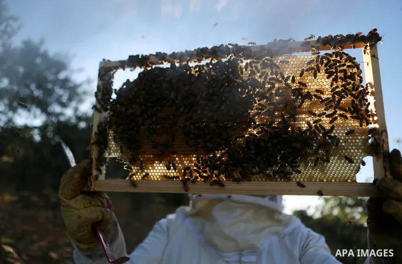 A Palestinian beekeeper inspects a honeycomb before collecting honey at an apiary in Singel village near the West Bank city of Ramallah, on July 5, 2018. Photo by Shadi Hatem