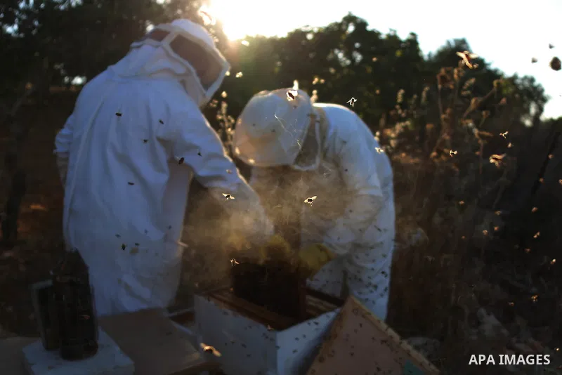 A Palestinian beekeeper inspects a honeycomb before collecting honey at an apiary in Singel village near the West Bank city of Ramallah, on July 5, 2018. Photo by Shadi Hatem