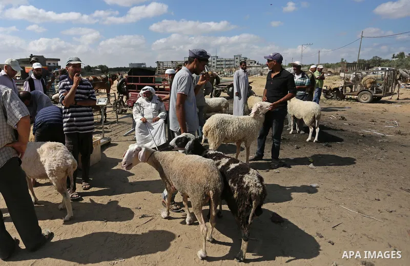 Palestinians gather at a live stock market, ahead of Eid al-Adha in Deir al-Balah, in the center of the Gaza Strip on August 14, 2018. Eid al-Adha (the Festival of Sacrifice) is celebrated throughout the Muslim world as...
