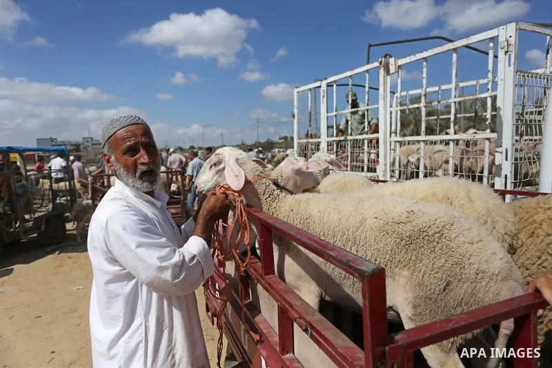 Palestinians gather at a live stock market, ahead of Eid al-Adha in Deir al-Balah, in the center of the Gaza Strip on August 14, 2018. Eid al-Adha (the Festival of Sacrifice) is celebrated throughout the Muslim world as...