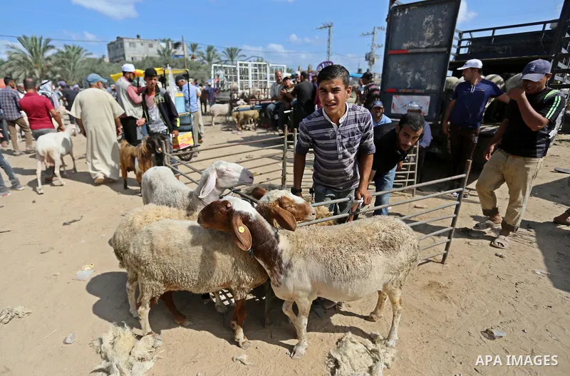 Palestinians gather at a live stock market, ahead of Eid al-Adha in Deir al-Balah, in the center of the Gaza Strip on August 14, 2018. Eid al-Adha (the Festival of Sacrifice) is celebrated throughout the Muslim world as...