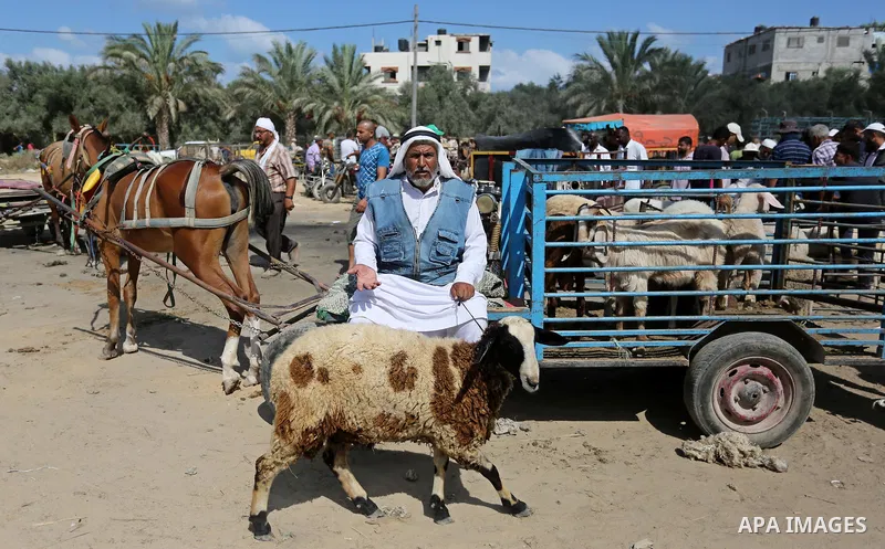 Palestinians gather at a live stock market, ahead of Eid al-Adha in Deir al-Balah, in the center of the Gaza Strip on August 14, 2018. Eid al-Adha (the Festival of Sacrifice) is celebrated throughout the Muslim world as...