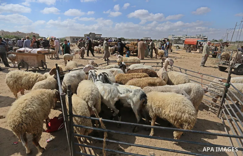 Palestinians gather at a live stock market, ahead of Eid al-Adha in Deir al-Balah, in the center of the Gaza Strip on August 14, 2018. Eid al-Adha (the Festival of Sacrifice) is celebrated throughout the Muslim world as...
