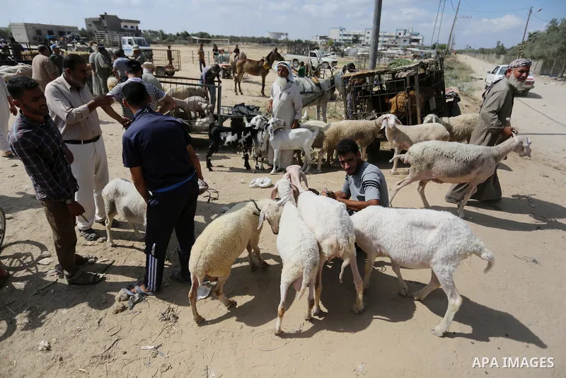 Palestinians gather at a live stock market, ahead of Eid al-Adha in Deir al-Balah, in the center of the Gaza Strip on August 14, 2018. Eid al-Adha (the Festival of Sacrifice) is celebrated throughout the Muslim world as...