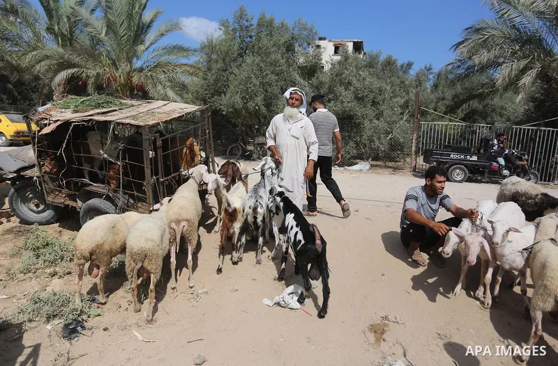 Palestinians gather at a live stock market, ahead of Eid al-Adha in Deir al-Balah, in the center of the Gaza Strip on August 14, 2018. Eid al-Adha (the Festival of Sacrifice) is celebrated throughout the Muslim world as...