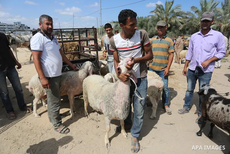 Palestinians gather at a live stock market, ahead of Eid al-Adha in Deir al-Balah, in the center of the Gaza Strip on August 14, 2018. Eid al-Adha (the Festival of Sacrifice) is celebrated throughout the Muslim world as...
