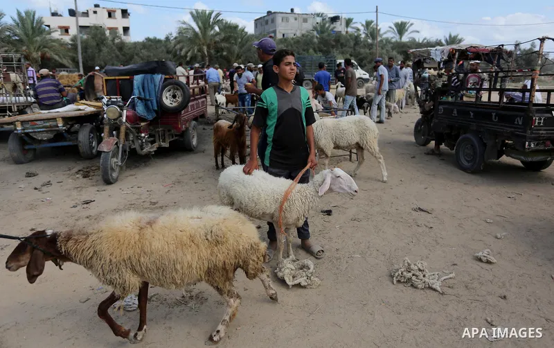 Palestinians gather at a live stock market, ahead of Eid al-Adha in Deir al-Balah, in the center of the Gaza Strip on August 14, 2018. Eid al-Adha (the Festival of Sacrifice) is celebrated throughout the Muslim world as...