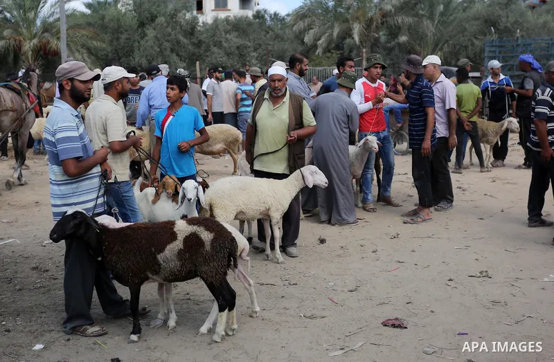 Palestinians gather at a live stock market, ahead of Eid al-Adha in Deir al-Balah, in the center of the Gaza Strip on August 14, 2018. Eid al-Adha (the Festival of Sacrifice) is celebrated throughout the Muslim world as...