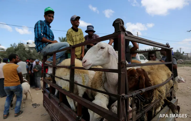 Palestinians gather at a live stock market, ahead of Eid al-Adha in Deir al-Balah, in the center of the Gaza Strip on August 14, 2018. Eid al-Adha (the Festival of Sacrifice) is celebrated throughout the Muslim world as...
