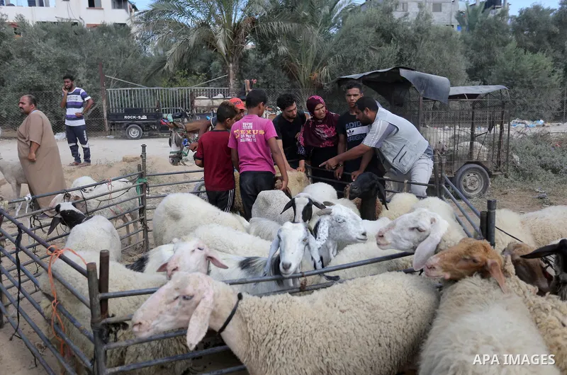 Palestinians gather at a live stock market, ahead of Eid al-Adha in Deir al-Balah, in the center of the Gaza Strip on August 14, 2018. Eid al-Adha (the Festival of Sacrifice) is celebrated throughout the Muslim world as...