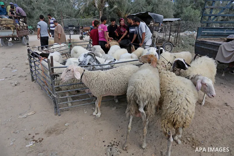 Palestinians gather at a live stock market, ahead of Eid al-Adha in Deir al-Balah, in the center of the Gaza Strip on August 14, 2018. Eid al-Adha (the Festival of Sacrifice) is celebrated throughout the Muslim world as...
