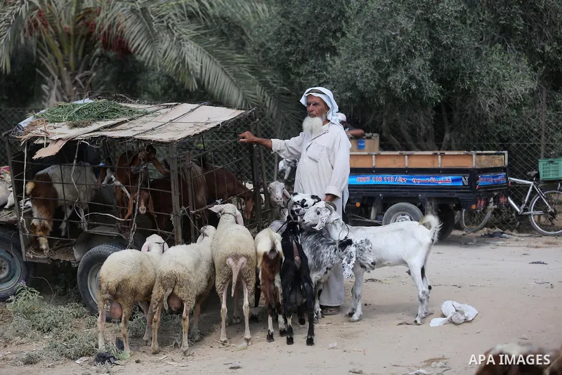 Palestinians gather at a live stock market, ahead of Eid al-Adha in Deir al-Balah, in the center of the Gaza Strip on August 14, 2018. Eid al-Adha (the Festival of Sacrifice) is celebrated throughout the Muslim world as...