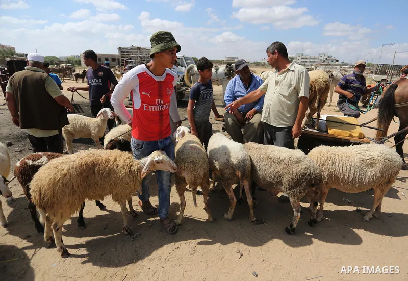 Palestinians gather at a live stock market, ahead of Eid al-Adha in Deir al-Balah, in the center of the Gaza Strip on August 14, 2018. Eid al-Adha (the Festival of Sacrifice) is celebrated throughout the Muslim world as...