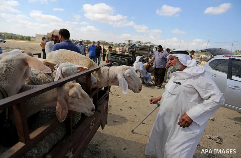 Palestinians gather at a live stock market, ahead of Eid al-Adha in Deir al-Balah, in the center of the Gaza Strip on August 14, 2018. Eid al-Adha (the Festival of Sacrifice) is celebrated throughout the Muslim world as...