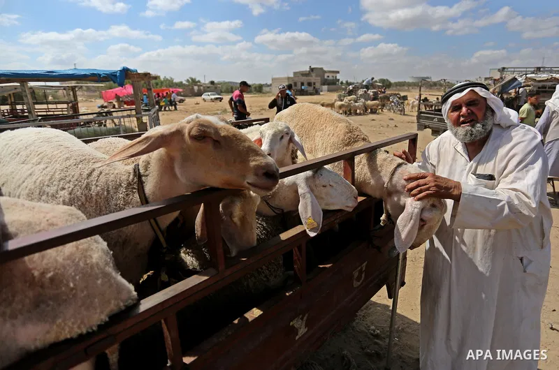 Palestinians gather at a live stock market, ahead of Eid al-Adha in Deir al-Balah, in the center of the Gaza Strip on August 14, 2018. Eid al-Adha (the Festival of Sacrifice) is celebrated throughout the Muslim world as...