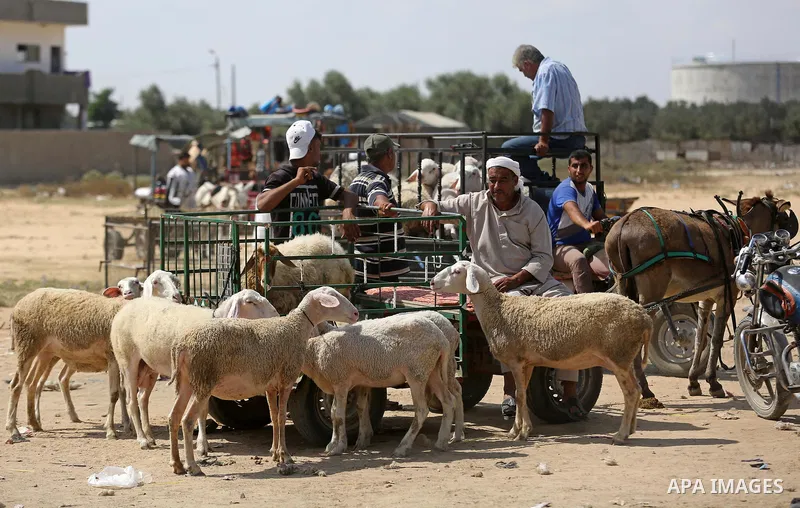 Palestinians gather at a live stock market, ahead of Eid al-Adha in Deir al-Balah, in the center of the Gaza Strip on August 14, 2018. Eid al-Adha (the Festival of Sacrifice) is celebrated throughout the Muslim world as...