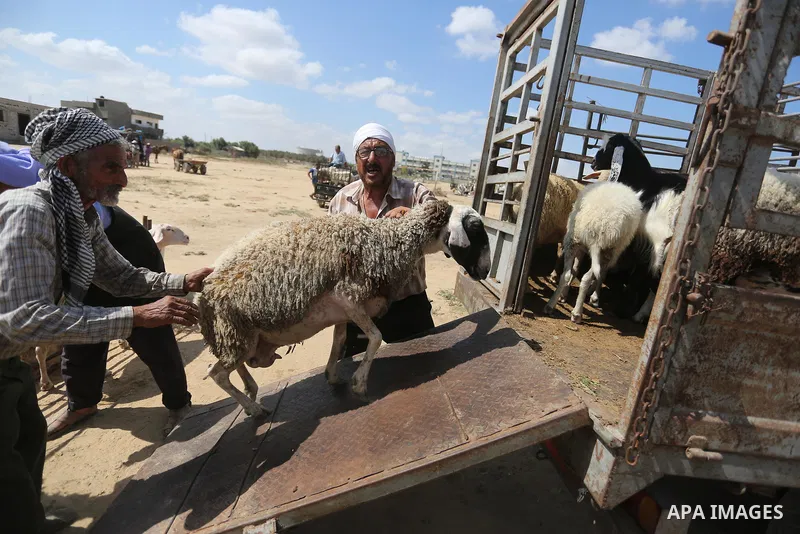 Palestinians gather at a live stock market, ahead of Eid al-Adha in Deir al-Balah, in the center of the Gaza Strip on August 14, 2018. Eid al-Adha (the Festival of Sacrifice) is celebrated throughout the Muslim world as...