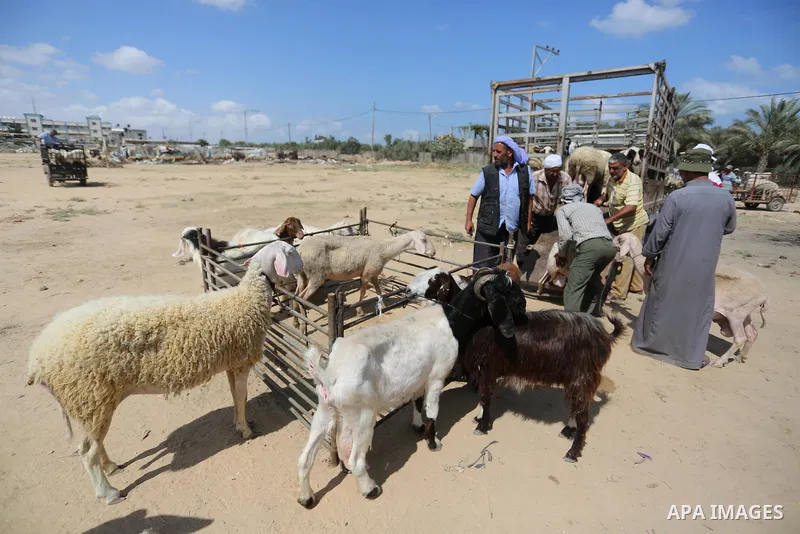 Palestinians gather at a live stock market, ahead of Eid al-Adha in Deir al-Balah, in the center of the Gaza Strip on August 14, 2018. Eid al-Adha (the Festival of Sacrifice) is celebrated throughout the Muslim world as...