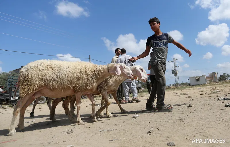 Palestinians gather at a live stock market, ahead of Eid al-Adha in Deir al-Balah, in the center of the Gaza Strip on August 14, 2018. Eid al-Adha (the Festival of Sacrifice) is celebrated throughout the Muslim world as...