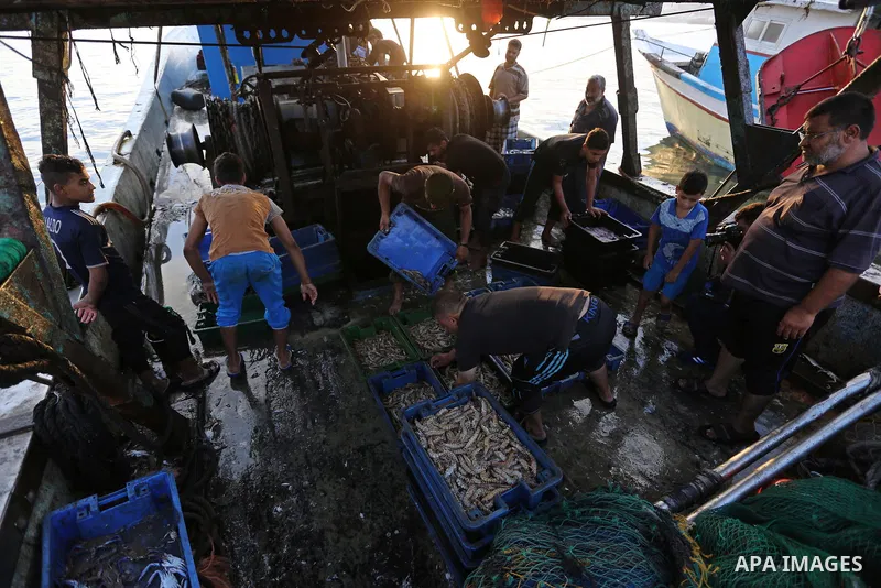 Palestinian fishermen collect fish for sale, at Gaza seaport, on August 15, 2018. The fishing zone off Gaza's coast was also restored to 17km (nine nautical miles), having been reduced to 6km. Photo by Ashraf Amra