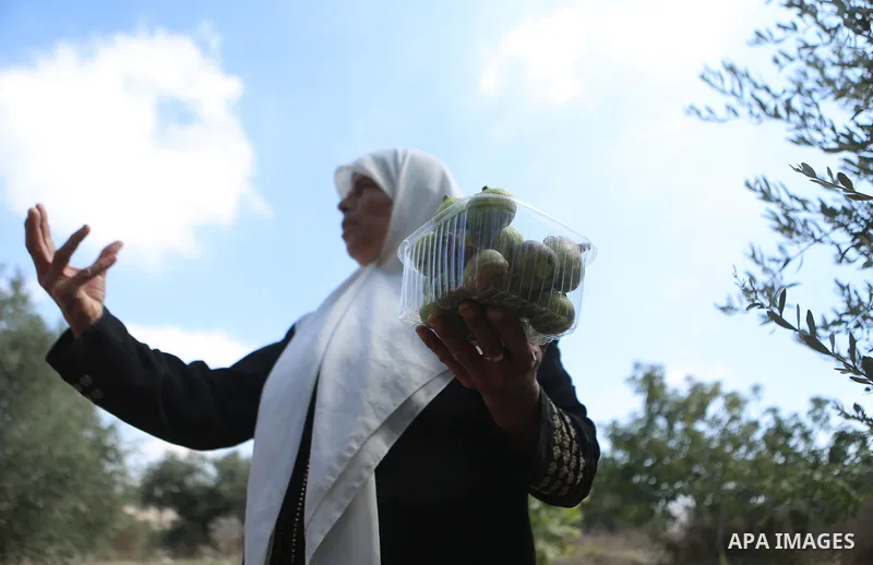A Palestinian woman collects Figs during harvest season at a farm in the West Bank city of Nablus on August 16, 2018. Photo by Shadi Hatem