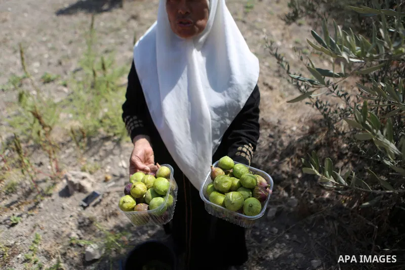 A Palestinian woman collects Figs during harvest season at a farm in the West Bank city of Nablus on August 16, 2018. Photo by Shadi Hatem