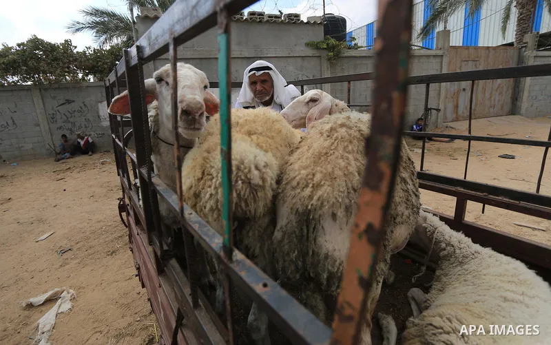 Palestinians gather at a live stock market, ahead of Eid al-Adha, in the center of the Gaza Strip on August 20, 2018. Eid al-Adha (the Festival of Sacrifice) is celebrated throughout the Muslim world as a commemoration o...