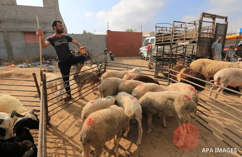 Palestinians gather at a live stock market, ahead of Eid al-Adha, in the center of the Gaza Strip on August 20, 2018. Eid al-Adha (the Festival of Sacrifice) is celebrated throughout the Muslim world as a commemoration o...