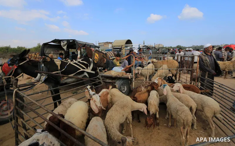 Palestinians gather at a live stock market, ahead of Eid al-Adha, in the center of the Gaza Strip on August 20, 2018. Eid al-Adha (the Festival of Sacrifice) is celebrated throughout the Muslim world as a commemoration o...