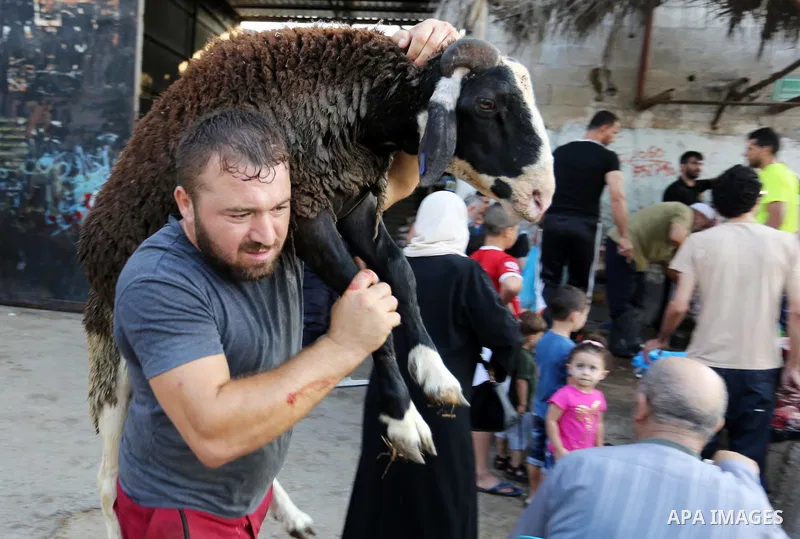 Palestinian Muslims sacrifice livestock as part of the commemoration for the first day of Eid al-Adha or feast of the sacrifice, in Gaza city on August 21, 2018. Muslims around the world are celebrating Eid al-Adha, the...