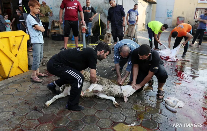 Palestinian Muslims sacrifice livestock as part of the commemoration for the first day of Eid al-Adha or feast of the sacrifice, in Gaza city on August 21, 2018. Muslims around the world are celebrating Eid al-Adha, the...