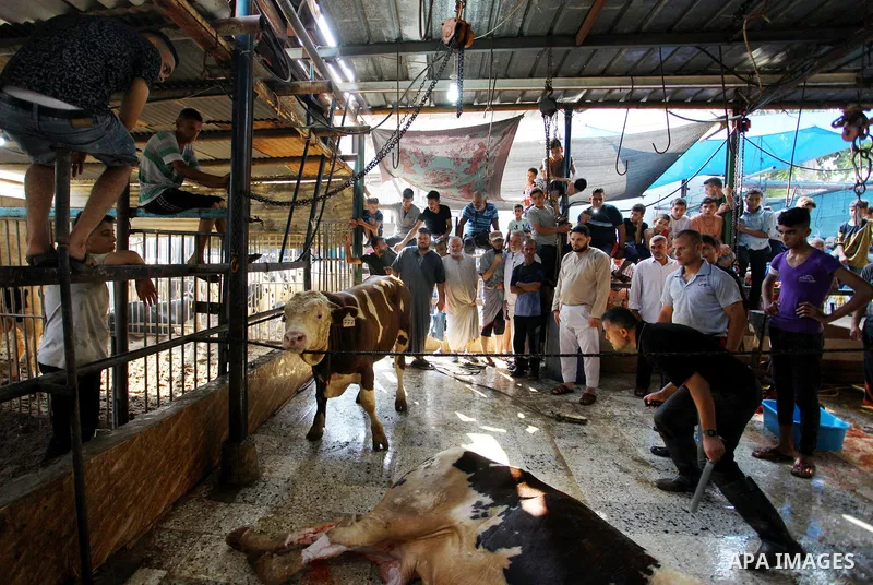Palestinian Muslims sacrifice livestock as part of the commemoration for the first day of Eid al-Adha or feast of the sacrifice, in Gaza city on August 21, 2018. Muslims around the world are celebrating Eid al-Adha, the...